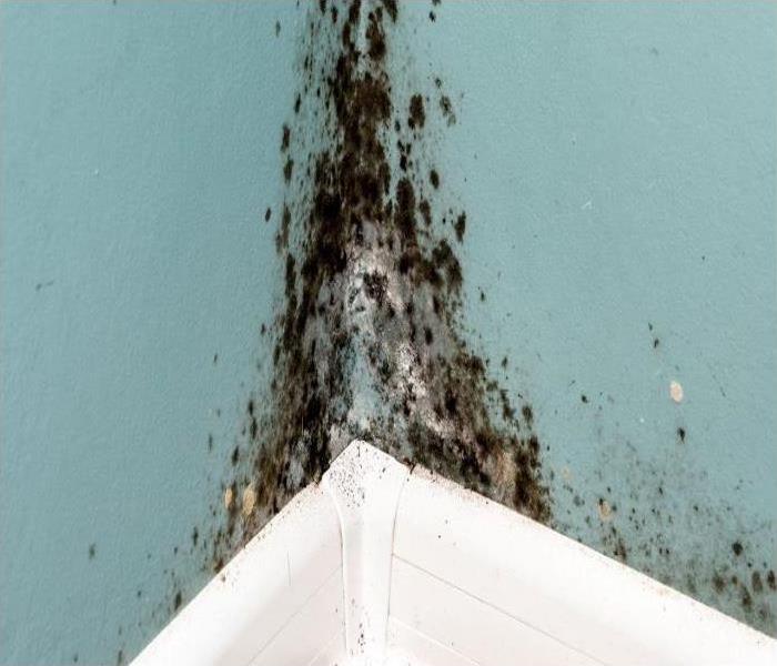 Mold growing on a wall